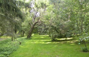 Limingan arboretumissa voi tutustua monenlaisiin puihin ja pensaisiin.