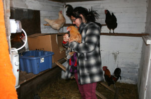 Kanat menevät seitsemältä illalla koppiinsa, ja aamulla Elsi päästää ne ulos, kun lähtee töihin.