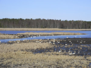 Saarioisjärvellä oli viime torstaina yli 50 joutsenta. Järvi on lintujen suosima pesimä- ja levähdyspaikka.