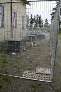 Kurisjärven koulun uudet vuokralaiset asuvat kolmessa tarhassa koulun entisellä pihalla. 
