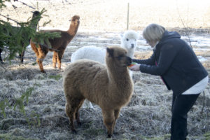 Maarit Grönfors ihastui alpakoihin kymmenen vuotta sitten. Ensimmäiset alpakat tulivat Lontilaan viime syksynä, ja nyt eläimiä on viisi.