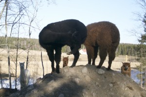 Rockwood Alpacasin alpakat kiipeilevät mielellään, joten rinnetontti ja sille jätetty sorakasa sopivat niille hyvin.