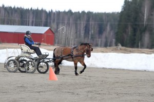 Viime vuoden valtakunnallisen aluerankingin voittaja (ponit) Laura Haapakoski tekee vahvaa tuloa myös uudella isolla ponillaan Kokonas. Kuva Heidi Sinda.