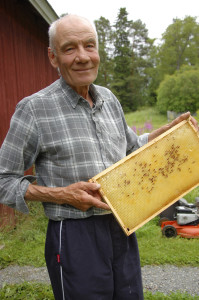 Mehiläiset rakentavat kennoston muovisen kehikon päälle.