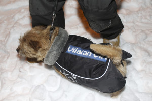 Hujasen perheen koiralla, 1-vuotiaalla norwichinterrieri Taimillakin on Virin takki, joka on tehty vanhasta hiihtotakista. 