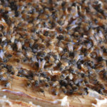 Mehiläisen ja tarhaajan talvi on työtä täynnä