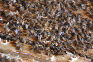 Mehiläispesässä ei levätä talvellakaan. Mehiläisten tärkein talvityö on pitää huolta kuningattaresta.