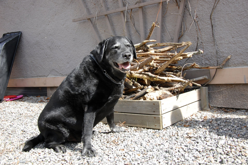 Satu Helinin koira Kampsu on erikoistunut saunapuiden keräämiseen.