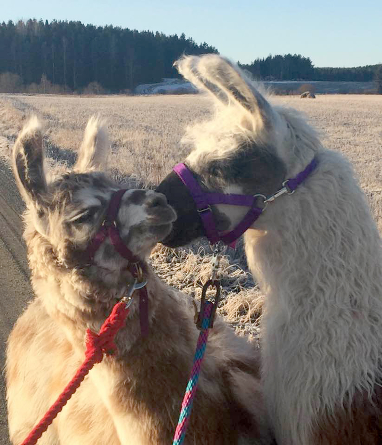 Pappilan markkinat ovat tänä vuonna Vanhan Ajan Markkinat