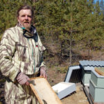 Pohjoismaisen mehiläisen kantaa suojellaan