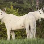 Esa Ringbom kuvasi Akaassa kaksi valkoista hirveä