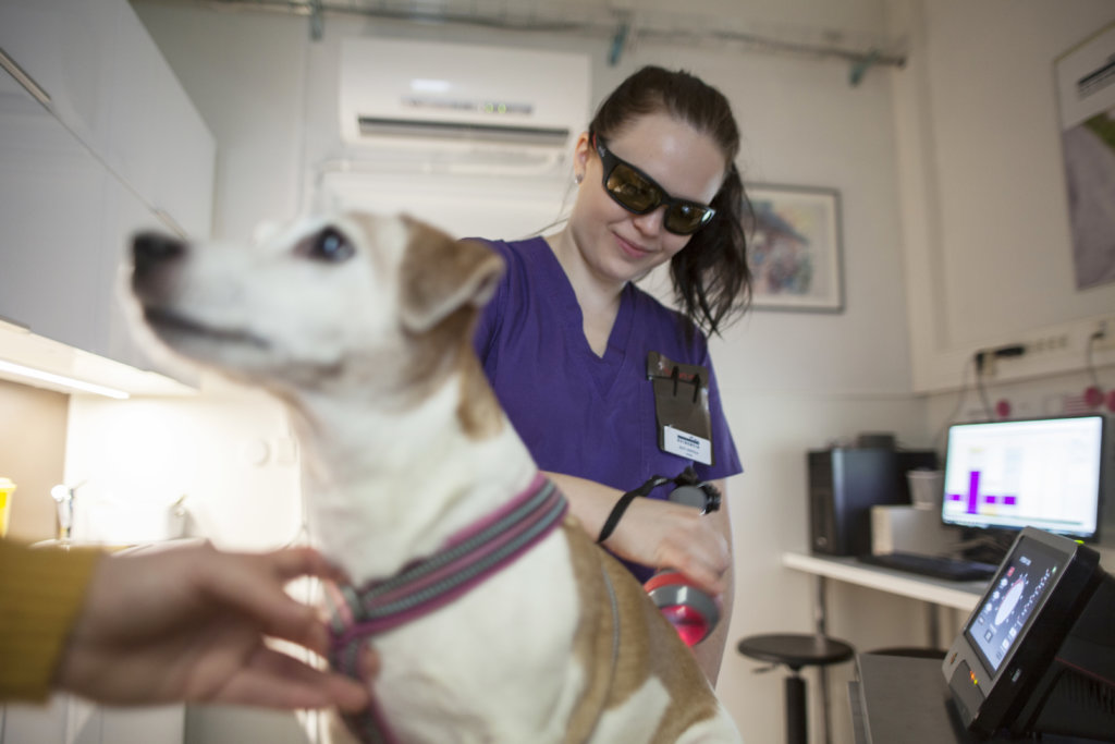 Hoitaja Outi Kopola antaa selkäkivusta kärsivälle Lyyti-koiralle laserhoitoa, joka lievittää kipua. Lisäksilaserterapia muun muassa poistaa turvotusta ja nopeuttaa haavojen paranemista. Toijalan Eläinlääkäriasemalla haavat hoidetaan leikkaustoimenpiteen jälkeen aina laserilla.