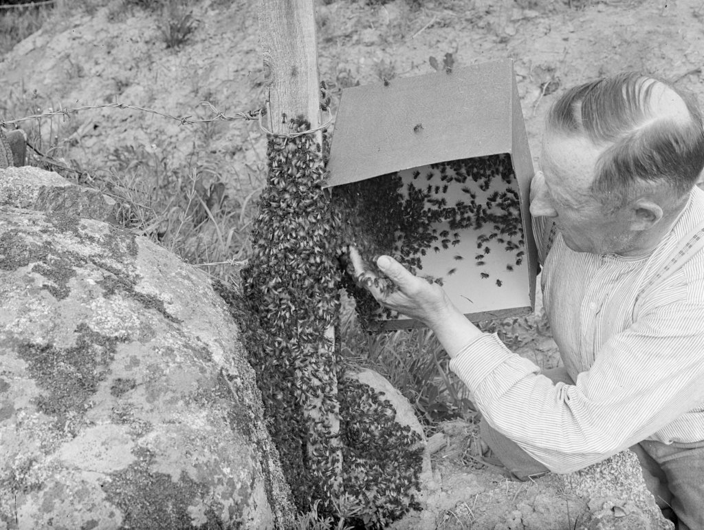 Mehiläistarhaus alkoi Suomen hunajapääkaupunki Akaassa jo yli 100 vuotta  sitten – Oskari Viitanen oli alan uranuurtaja - Akaan Seutu