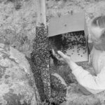 Suomen hunajapääkaupungilla on pitkä historia – Oskari Viitanen aloitti mehiläistarhauksen Akaassa yli 100 vuotta sitten