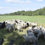 Tolvilan vanhat lampaat pääsevät eläkepäivillään ruokailemaan villeillä luonnonniityillä – Tilallisen vaivannäkö laidunnuksen suunnittelussa suojaa arvokasta ympäristöä katoamiselta