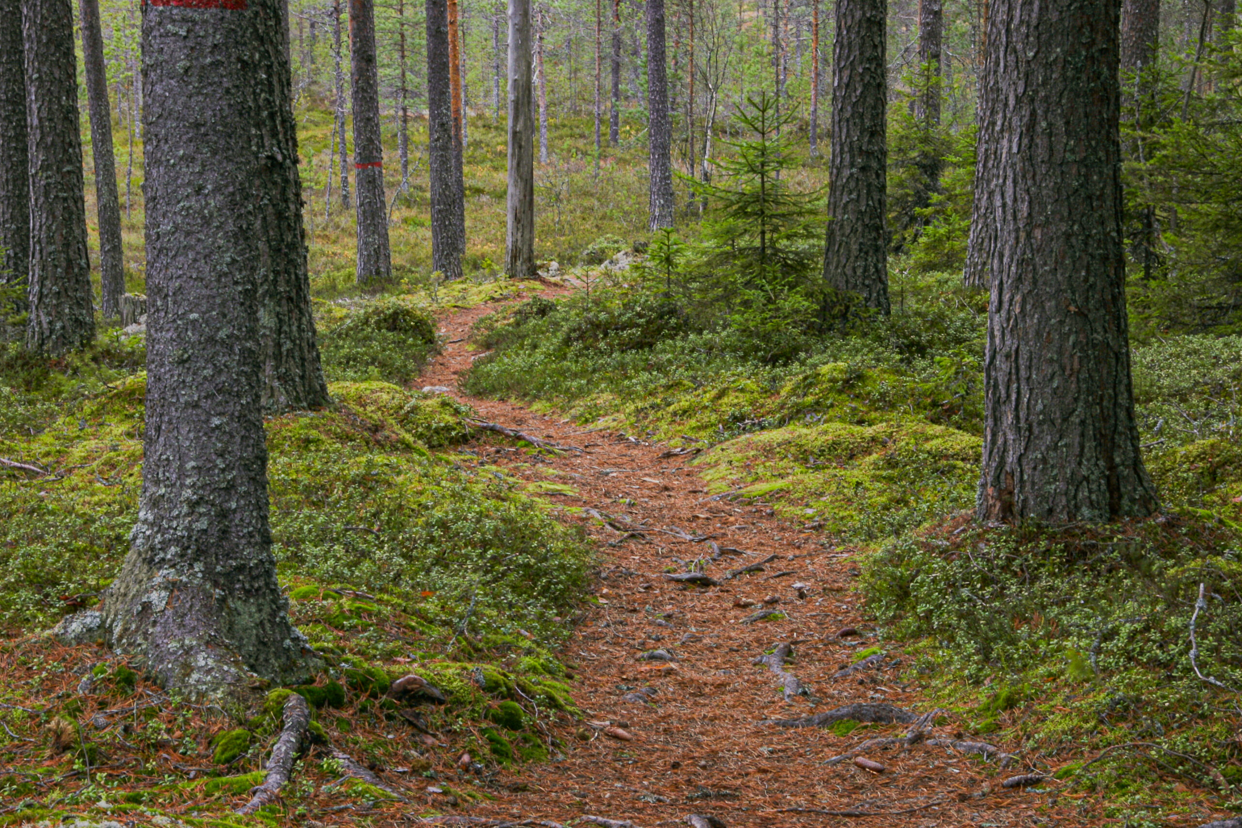 Luonnon monimuotoisuus on turvattava, vihreät vaativat. (Kuva: Harri Luojus)