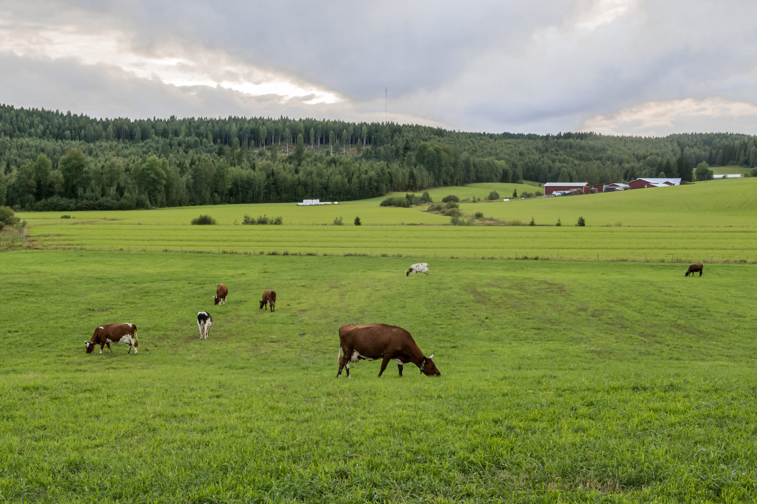 Vihreät pitävät puoluekokouksensa 19.-20. syyskuuta. Pirkanmaalaiset vihreät korostavat, että puolueen periaateohjelma on tärkeä asiapaperi. Heidän mielestään sen keskiössä on oltava luontoon ja ympäristöön liittyvät asiat. Pirkanmaalainen luonto on rikas. (Kuva: Harri Luojus)