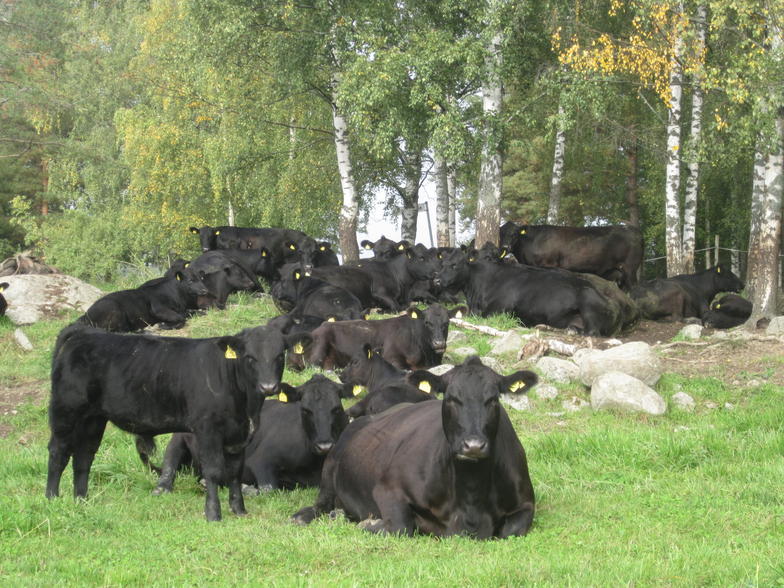 Ylöjärveläisellä Taivalpohjan agnus -tilalla tuotettava liha on supersuosittua. Kasvattajat tietävät, että asiakkaat arvostavat laatua ja he ovat siitä valmiita maksamaan. (Kuva: Piia-Liina Anttila)