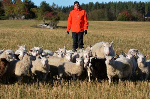 Tolvilan kartanon lammastilan isäntä Jarmo Latvanen odottaa, että teurastamot ja kaupat ovat valmiita nostamaan karitsoiden hintaa. Näin lampurit voivat jatkaa lampaanlihantuotantoaan. Hänen mukaansa tilamyynti on voimissaan. - Liha, taljat ja villat löytävät ostajansa, hän iloitsee. (Kuva: Pirjo Latvanen)