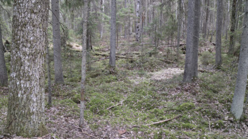 22LUONTOPirttimäen vanhaa metsää, Akaan Viiala 10.4.2020K