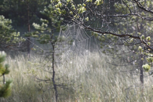 23säähämähäkki kutonut verkkojak