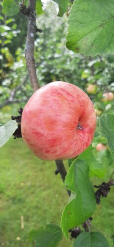 Omenan jalostus kertoo paljon: ainakin vielä on helpompaa ja halvempaa hankkia tuontimehua kuin mehustaa runsas omenasatomme itse.