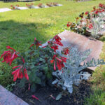 Akaan hautausmailla on tuttua kukkaloistoa tänäkin kesänä – Ensi vuodelle on suunniteltu lajikkeiden vaihtamista