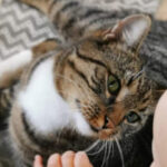 Viialassa kadonnut Sukka-kissa löytyi neljän kuukauden karkumatkan jälkeen – Etsijät vaikuttuivat ihmisten auttamisenhalusta