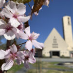 Viiala-Seura hankki ”henkivakuutusrahoilla” kaksi uutta penkkiä kirsikkapuistoon