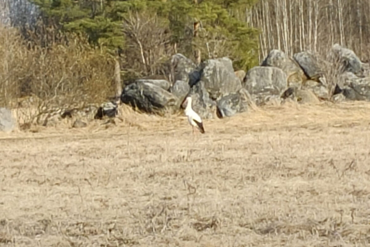 Haikara bongattiin Kylmäkoskella