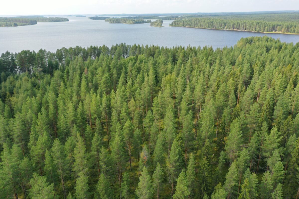 MetsätKuntoon LKV: Autamme metsätilan tulevaisuuden ratkaisuissa