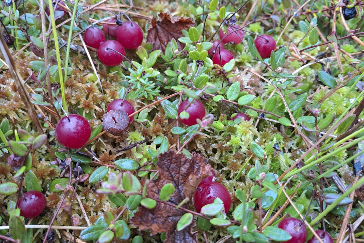 Luontoa läheltä: Ensipakkaset parantavat karpalon makua