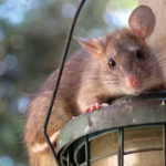 Viialassa jaettiin ohjeita rottien torjuntaan – Johtava ympäristötarkastaja kertoo, mistä on kyse