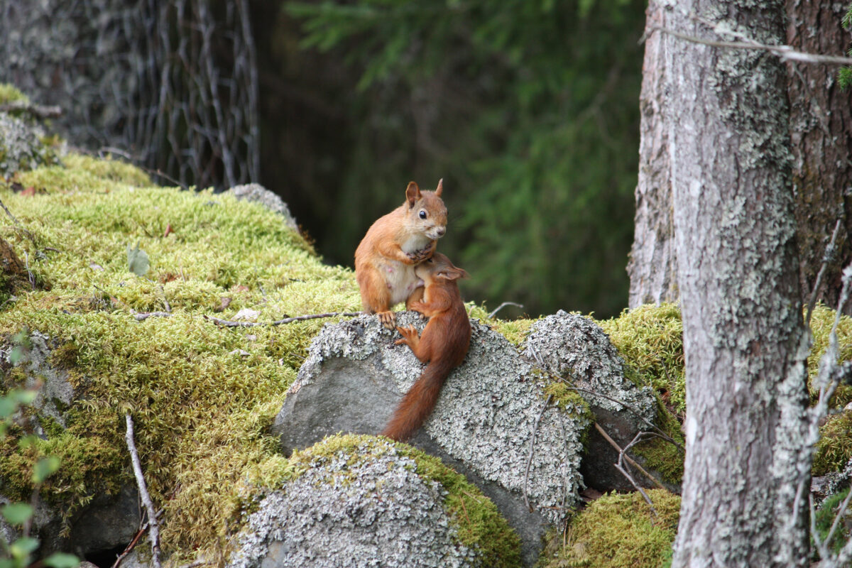 Katso kuva: Lukija kuvasi metsässä poikastaan imettävän oravaemon