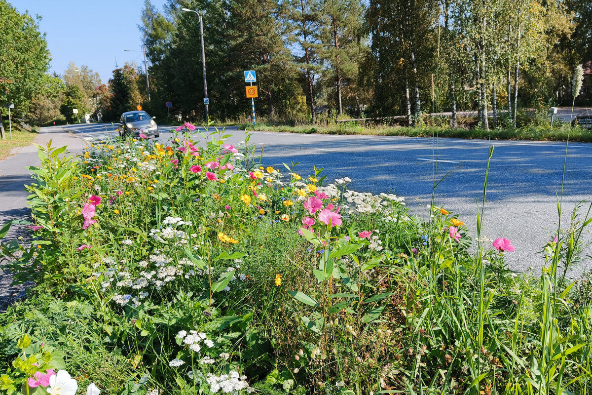 Nämä kukat kukkivat Kurisjärventien varrella