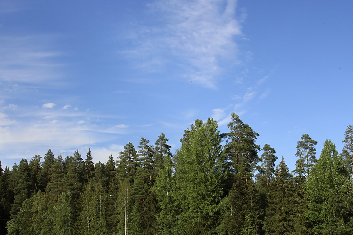 Akaan kaupunki laittaa metsää myyntiin Kylmäkoskelta – Jaakko Leinosen ehdotus raukesi kannattamattomana